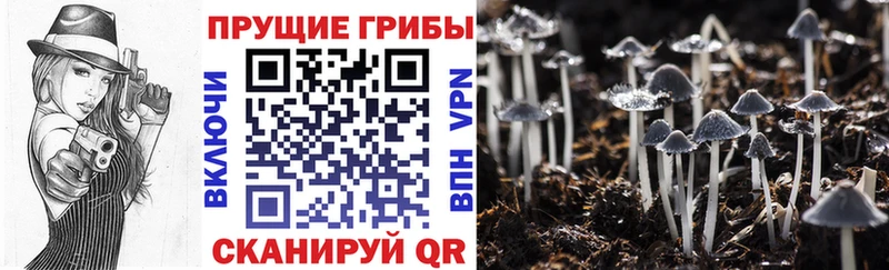 Псилоцибиновые грибы Psilocybine cubensis  даркнет сайт  Шахунья 